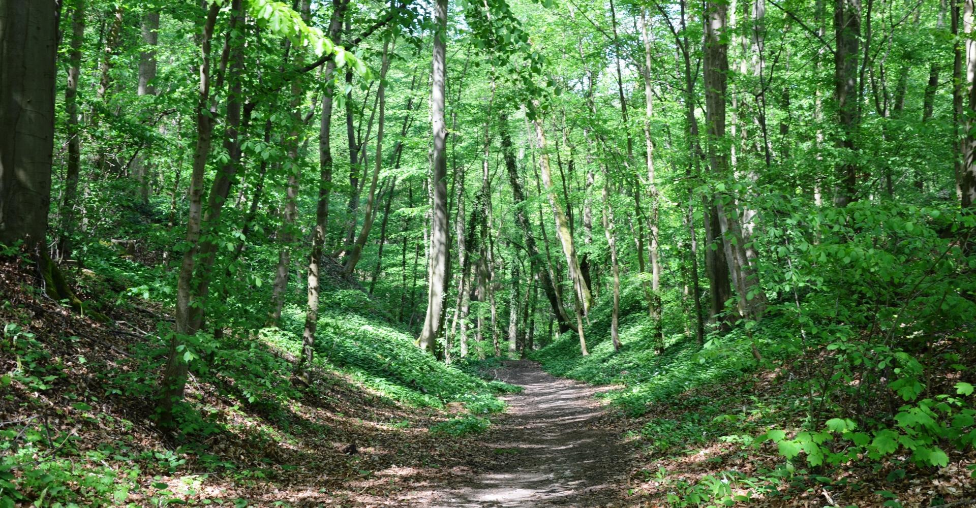 Waldbaden Salzgitter Höhenzug